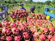 Hỗ trợ doanh nghiệp áp dụng truy xuất nguồn gốc cho trái thanh long